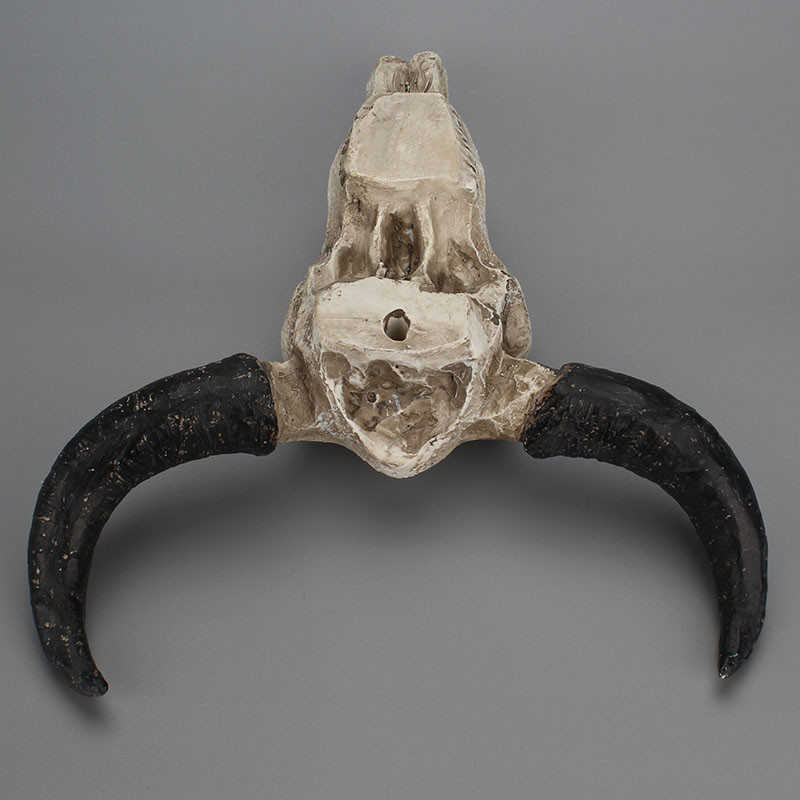 Halloween-Long-horn-Skull-Resin-Cow-Skull-Sculpture-Statue-Wall-Decorations-Horns-Wall-Mount--Home-B-1636955