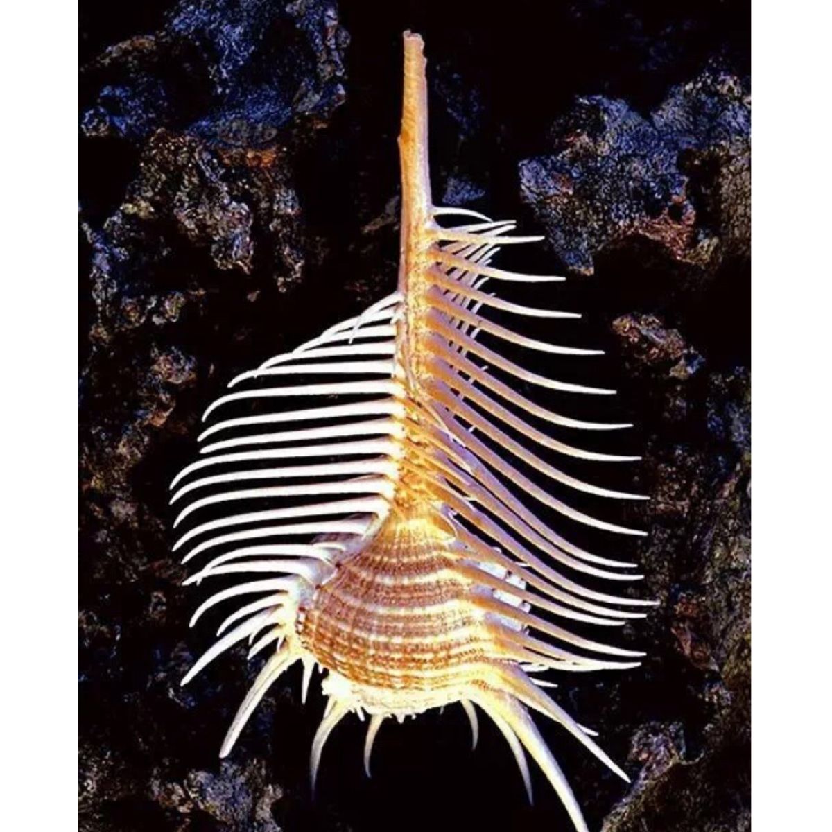 10-12cm-Natural-Murex-Pecten-Shell-Conch-Coral-Sea-Snail-Fish-Tank-Ornament-Home-Decorations-1471004
