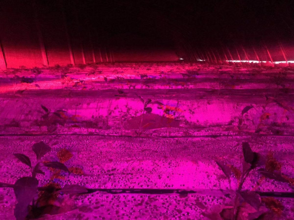 200mW-650nm-Red-Laser-Module-Plant-Grow-Light-Source-Vegetables-1435585